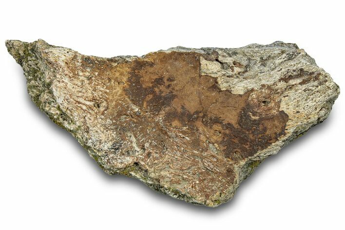 Dinosaur (Triceratops) Frill Shield Section - Montana #303398